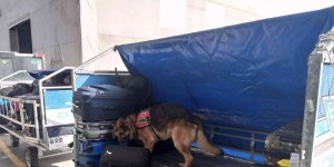 Havalimanındaki şüpheli çantaları "Haylaz" ve "Ilık" kontrol ediyor