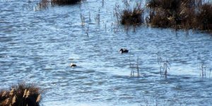 Erzincan'da su kuşu sayımı yapıldı