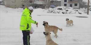 Baskil'de sokak hayvanları unutulmadı