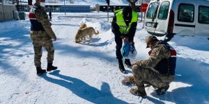 Şanlıurfa, Kahramanmaraş ve Malatya'da sokak hayvanlarına yiyecek bırakıldı