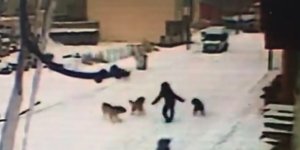 Kars'ta dehşet anları kamerada, çocuğun cesareti köpeklerin saldırısını önledi