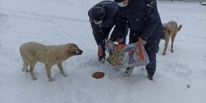 Elazığ'da jandarma sokak hayvanlarını besledi