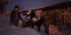 Elazığ'da donmak üzere olan hayvanlar kurtarıldı