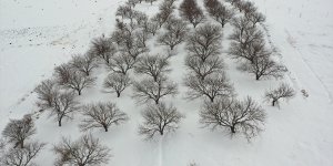 Iğdır'daki beyaza bürünen kayısı bahçeleri drone ile görüntülendi