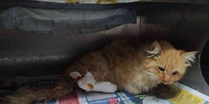Yaralı kediye belediye ekipleri sahip çıktı