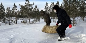 Kar yağışının etkili olduğu Ardahan'da doğaya yem bırakıldı