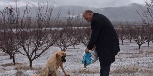 Doğanşehir'de sokak hayvanlarını unutmadı