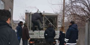 Okul bahçesine bırakılan sahipsiz pitbull yakalandı