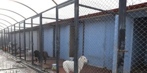 Erzincan'da 340 başıboş sokak köpeği toplandı