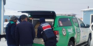 Kars'ta köpek dövüştüren 3 kişiyi HAYDİ timi yakaladı