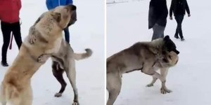 Kars'ta köpek dövüştüren 3 kişi yakalandı