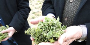 Kekik üreten kadınlar, hasat edilmeden pazar buldu