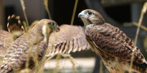 Tabiatta hastalanıyorlar, tedavi edilip doğaya kazandırılıyor