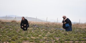 Girişimci kadınlar üretecekleri kekiğe hasat öncesi müşteri buldu