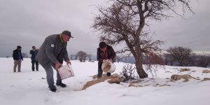 Çemişgezek'te yaban hayvanları için doğaya yem bırakıldı