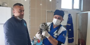 Belediye ekibi yavru baykuşu sağlığına kavuşturdu