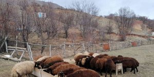 Bingöl'de üreticilere 3 milyon lira destek verildi