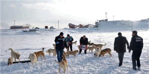 Van YYÜ'deki sokak hayvanları Tuşba Belediyesine emanet