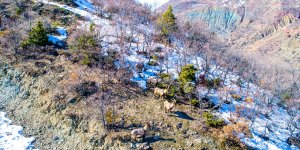 Elazığ'da dağ keçileri drone ile görüntülendi