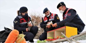 Tavşan Adası'nın uzun kulaklı sakinleri jandarma tarafından besleniyor