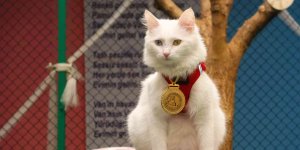 Yılın en güzel Van kedisi 'Mia' ilgi odağı