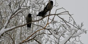 Kayak merkezlerinde en fazla kar kalınlığı Kartalkaya'da ölçüldü
