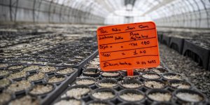 Erzurum'da üretilen fidanlar toprakla buluşmayı bekliyor