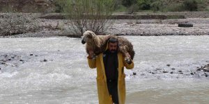 Besici sesini duyurabilmek için koyunu sırtında akarsudan geçirdi
