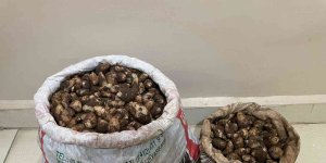 Elazığ'da salep soğanı toplayan 4 kişiye 436 bin lira para cezası