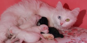 'En güzel Van kedisi' seçilen Mia'nın siyah yavrusuna ilgi