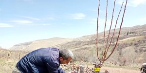 Akçadağ armudu yaygınlaştırılacak