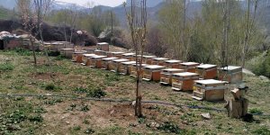 Iğdır'da 23 arı kovanı çalan kişi tutuklandı