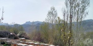 Iğdır'da arı kovanı hırsızlığı: 1 kişi tutuklandı