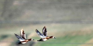Göçmen kuşların Afrika- Asya yolculuğunun mola noktası: Ekşisu Sazlığı Sulak Alanı