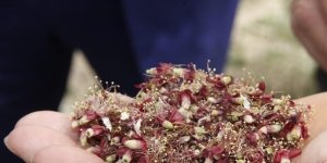 Kayısıda hasar tespiti ay sonunda tamamlanacak