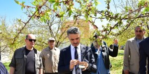 Vali Baruş, hasar gören kayısı bahçelerini inceledi