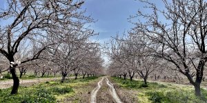 Elazığ'da kayısı üreticileri, yağışlar nedeniyle verimli bir sezon bekliyor