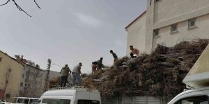 Bitlis'te yıllık 6 bin 730 ton kabuklu ceviz üretiliyor