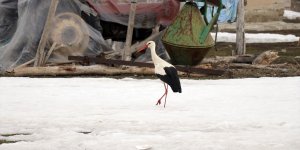 "Baharın müjdecisi" leylekler Ağrı'ya gelmeye başladı