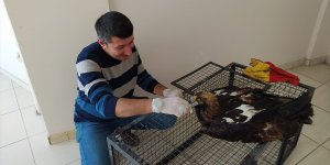 Hakkari'de yaralı kartal tedavi sonrası doğaya salındı