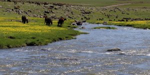 Ağrı'nın Sinek Yaylası koyun ve kuzu sesleriyle şenlendi