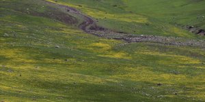 Ağrı'nın karlı dağlarında iki mevsim bir arada yaşanıyor