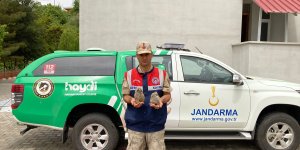 Malatya'da jandarmanın bulduğu kulaklı orman baykuşu yavruları korumaya alındı