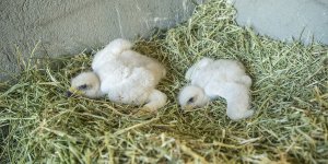 Tunceli'de yuvalarından düşen kartal yavruları özenle büyütülüyor