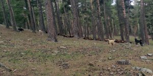 Kars'ta ormanlık alanda hayvan otlatan 2 kişiye ceza kesildi