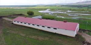 Kültür mantarı yetiştiriyordu devlet desteğiyle hayvancılık yapmaya başladı