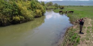 Göç yolcuğundaki inci kefalleri havadan ve karadan korunuyor