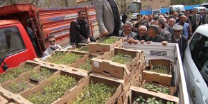 Özalp Belediyesi 30 bin fide dağıtımı gerçekleştirdi