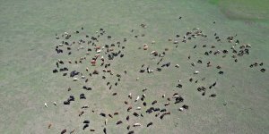 Çobanların Ağrı otlaklarındaki mesaisi başladı