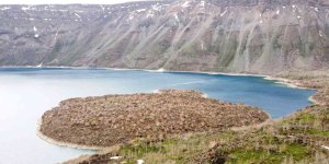 Nemrut Kalderasında geçen yıl yanan alanlar canlanmaya başladı